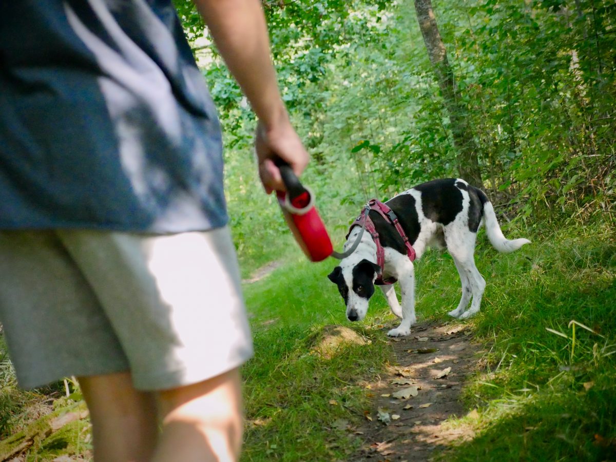 Walking dog out in the nature